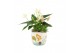 Arrangementen kamerplanten 31508: Maritiem arrangement 2 pp 