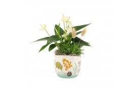 Arrangementen kamerplanten 31508: Maritiem arrangement 2 pp