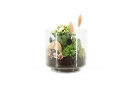 Arrangementen kamerplanten 31498: Maritiem arrangement 2 pp