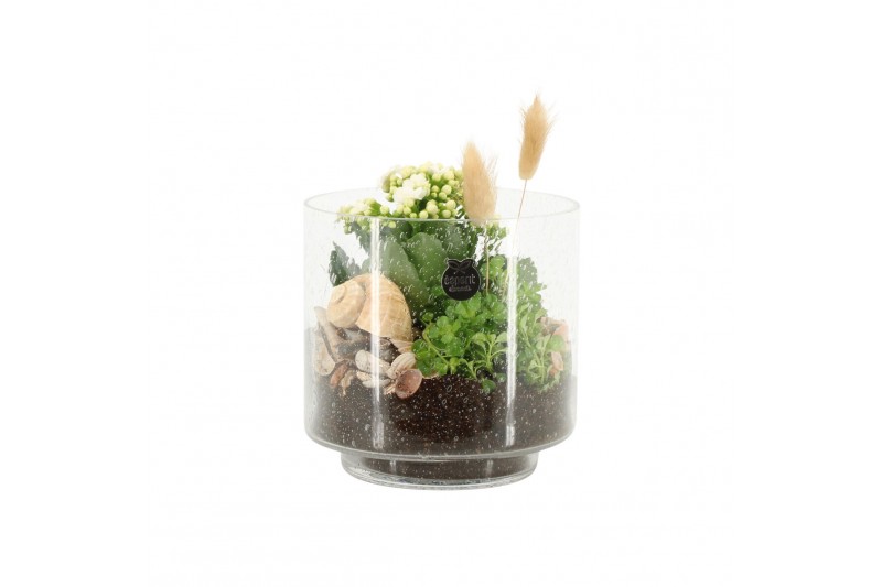 Arrangementen kamerplanten 31498: Maritiem arrangement 2 pp Arrangementen kamerplanten 31498: Maritiem arrangement 2 pp