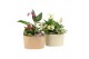 Arrangementen kamerplanten 11479: Raw Beauty arrangement 3 pp 