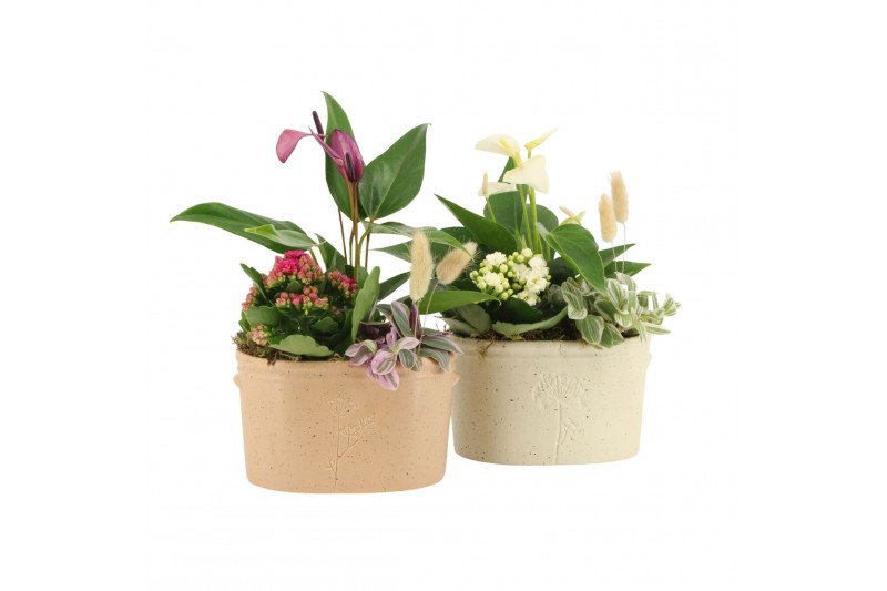 Arrangementen kamerplanten 11479: Raw Beauty arrangement 3 pp Arrangementen kamerplanten 11479: Raw Beauty arrangement 3 pp