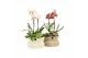 Arrangementen kamerplanten 11494: Raw Beauty arrangement 3 pp 
