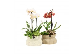 Arrangementen kamerplanten 11494: Raw Beauty arrangement 3 pp