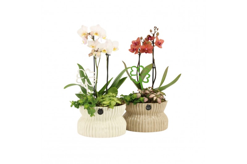 Arrangementen kamerplanten 11494: Raw Beauty arrangement 3 pp Arrangementen kamerplanten 11494: Raw Beauty arrangement 3 pp