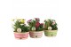Arrangementen tuinplanten 31601: Outdoor summer arrangement 3 pp 