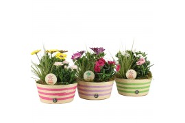 Arrangementen tuinplanten 31601: Outdoor summer arrangement 3 pp