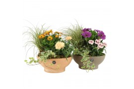 Arrangementen tuinplanten 31470: Outdoor summer arrangement 4 pp