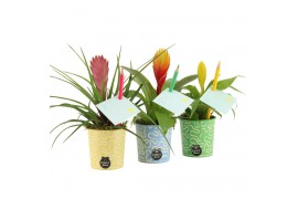Arrangementen kamerplanten 31582: Love school arrangement 1 pp