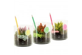 Arrangementen kamerplanten 31571: Love school arrangement 1 pp