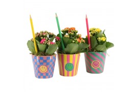 Arrangementen kamerplanten 31564: Love school arrangement 1 pp