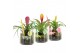 Arrangementen kamerplanten 31573: Love school arrangement 1 pp 