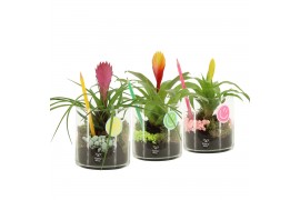 Arrangementen kamerplanten 31573: Love school arrangement 1 pp