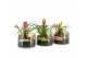 Arrangementen kamerplanten 31575: Love school arrangement 2 pp 