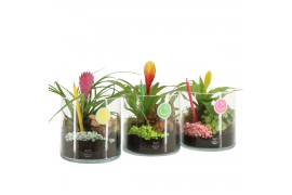 Arrangementen kamerplanten 31575: Love school arrangement 2 pp