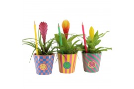 Arrangementen kamerplanten 31565: Love school arrangement 1 pp