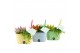 Arrangementen kamerplanten 31590: Love school arrangement 2 pp 