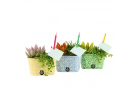 Arrangementen kamerplanten 31590: Love school arrangement 2 pp