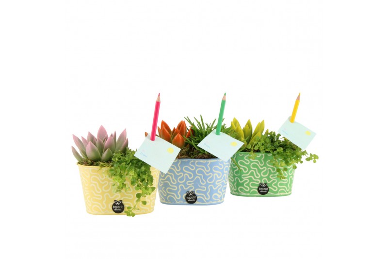 Arrangementen kamerplanten 31590: Love school arrangement 2 pp Arrangementen kamerplanten 31590: Love school arrangement 2 pp