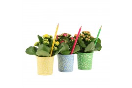 Arrangementen kamerplanten 4501072: Solutionss Love school 1 pp