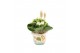 Arrangementen kamerplanten 31504: Maritiem arrangement 1 pp 