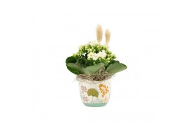 Arrangementen kamerplanten 31504: Maritiem arrangement 1 pp