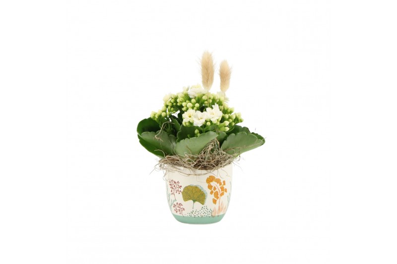 Arrangementen kamerplanten 31504: Maritiem arrangement 1 pp Arrangementen kamerplanten 31504: Maritiem arrangement 1 pp