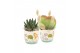 Arrangementen kamerplanten 31503: Maritiem arrangement 1 pp 