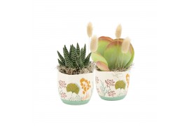 Arrangementen kamerplanten 31503: Maritiem arrangement 1 pp