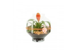 Arrangementen kamerplanten 31490: Maritiem arrangement 2 pp