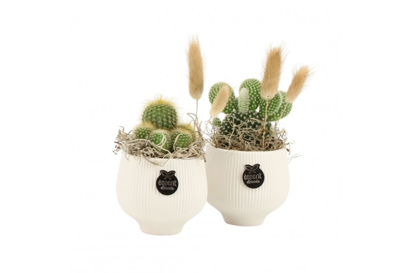Arrangementen kamerplanten 31523: Maritiem arrangement 1 pp Arrangementen kamerplanten 31523: Maritiem arrangement 1 pp