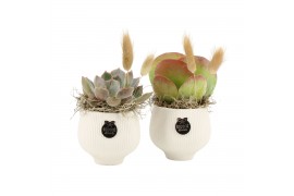 Arrangementen kamerplanten 31524: Maritiem arrangement 1 pp