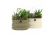 Arrangementen kamerplanten 11487: Raw Beauty arrangement 2 pp 