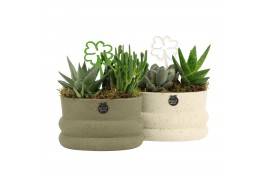 Arrangementen kamerplanten 11487: Raw Beauty arrangement 2 pp