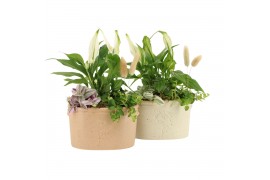 Arrangementen kamerplanten 11478: Raw Beauty arrangement 3 pp