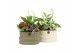 Arrangementen kamerplanten 11485: Raw Beauty arrangement 3 pp 