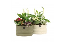 Arrangementen kamerplanten 11485: Raw Beauty arrangement 3 pp