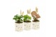 Arrangementen kamerplanten 11498: Raw Beauty arrangement 1 pp 