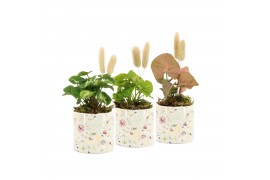 Arrangementen kamerplanten 11498: Raw Beauty arrangement 1 pp
