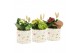 Arrangementen kamerplanten 11499: Raw Beauty arrangement 2 pp 