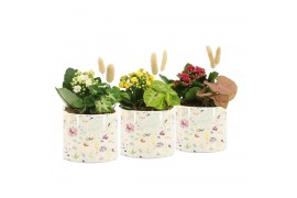 Arrangementen kamerplanten 11499: Raw Beauty arrangement 2 pp