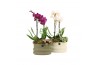Arrangementen kamerplanten 11486: Raw Beauty arrangement 2 pp