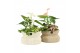 Arrangementen kamerplanten 11495: Raw Beauty arrangement 3 pp 