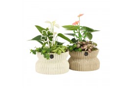 Arrangementen kamerplanten 11495: Raw Beauty arrangement 3 pp