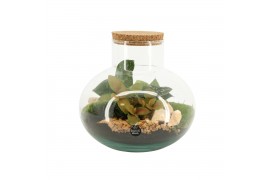 Arrangementen kamerplanten 90705: Terrarium arrangement 2 pp