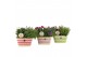 Arrangementen tuinplanten 31600: Outdoor summer arrangement 2 pp 