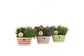 Arrangementen tuinplanten 31600: Outdoor summer arrangement 2 pp