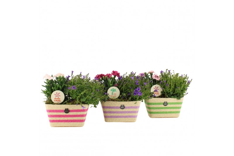 Arrangementen tuinplanten 31600: Outdoor summer arrangement 2 pp Arrangementen tuinplanten 31600: Outdoor summer arrangement 2 pp