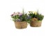 Arrangementen tuinplanten 31612: Outdoor summer arrangement 4 pp 