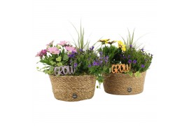 Arrangementen tuinplanten 31612: Outdoor summer arrangement 4 pp